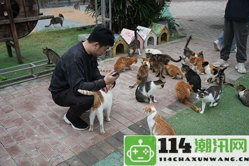 《永恒之塔》联合玩家登陆“上海猫岛”参与关爱流浪猫的公益行动